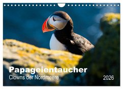 PAPAGEIENTAUCHER - Clowns der Nordmeere (Wandkalender 2026 DIN A4 quer), CALVENDO Monatskalender