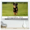 Zwerggriffons 2026 (hochwertiger... - Bild 1