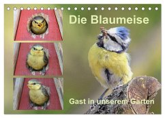 Die Blaumeise, Gast in unserem Garten (Tischkalender 2026 DIN A5 quer), CALVENDO Monatskalender