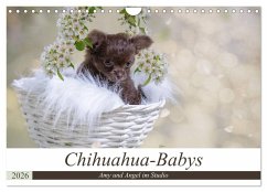 Chihuahua-Babys - Amy und Angel im Studio (Wandkalender 2026 DIN A4 quer), CALVENDO Monatskalender Chihuahua-Babys - Amy und Angel im Studio (Wandkalender 2026 DIN A4 quer), CALVENDO Monatskalender