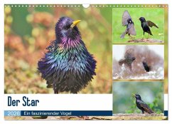 Der Star (Wandkalender 2026 DIN A3 quer), CALVENDO Monatskalender