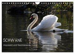 Schwäne - imposant und faszinierend (Wandkalender 2026 DIN A4 quer), CALVENDO Monatskalender Schwäne - imposant und faszinierend (Wandkalender 2026 DIN A4 quer), CALVENDO Monatskalender