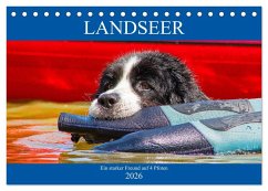 Cover Landseer - Ein starker Freund auf 4 Pfoten (Tischkalender 2026 DIN A5 quer), CALVENDO Monatskalender