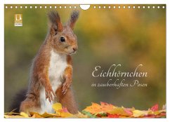 Cover Eichhörnchen in zauberhaften Posen (Wandkalender 2026 DIN A4 quer), CALVENDO Monatskalender
