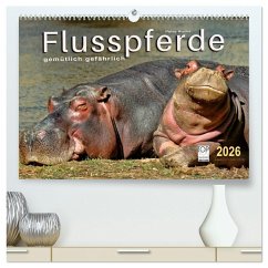 Flusspferde - gemütlich gefährlich (hochwertiger Premium Wandkalender 2026 DIN A2 quer), Kunstdruck in Hochglanz