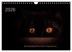 Cover Schokoladige Britisch Kurzhaar Katzen (Wandkalender 2026 DIN A4 quer), CALVENDO Monatskalender