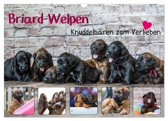 Briard-Welpen - Knuddelbären zum Verlieben (Wandkalender 2026 DIN A3 quer), CALVENDO Monatskalender Briard-Welpen - Knuddelbären zum Verlieben (Wandkalender 2026 DIN A3 quer), CALVENDO Monatskalender