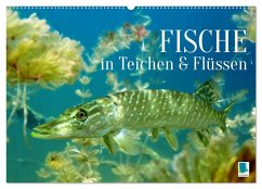 Fische in Teichen und Flüssen (Wandkalender 2026 DIN A2 quer), CALVENDO Monatskalender