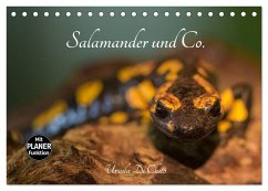 Salamander und Co. (Tischkalender 2026 DIN A5 quer), CALVENDO Monatskalender Salamander und Co. (Tischkalender 2026 DIN A5 quer), CALVENDO Monatskalender