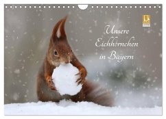 Cover Unsere Eichhörnchen in Bayern (Wandkalender 2026 DIN A4 quer), CALVENDO Monatskalender
