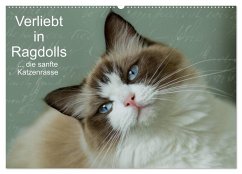 Cover Verliebt in Ragdolls ... die sanfte Katzenrasse (Wandkalender 2026 DIN A2 quer), CALVENDO Monatskalender