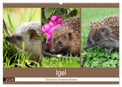 Cover Igel 2026. Tierische Impressionen (Wandkalender 2026 DIN A2 quer), CALVENDO Monatskalender