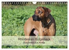 Cover Rhodesian Ridgeback Schönheit aus Afrika (Wandkalender 2026 DIN A4 quer), CALVENDO Monatskalender