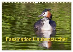 Cover Faszination Haubentaucher (Wandkalender 2026 DIN A3 quer), CALVENDO Monatskalender