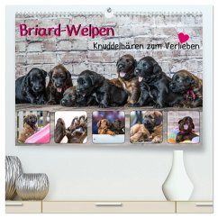 Briard-Welpen - Knuddelbären zum Verlieben (hochwertiger Premium Wandkalender 2026 DIN A2 quer), Kunstdruck in Hochglanz