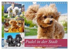 Pudel in der Stadt. Urbane Momente voller Charme und Lebensfreude (Wandkalender 2026 DIN A4 quer), CALVENDO Monatskalender