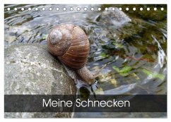 Meine Schnecken (Tischkalender 2026 DIN A5 quer), CALVENDO Monatskalender Meine Schnecken (Tischkalender 2026 DIN A5 quer), CALVENDO Monatskalender