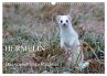 Hermelin - das wieselflinke Raubtier... - Bild 1