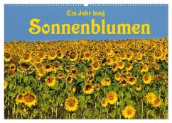 Cover Ein Jahr lang Sonnenblumen (Wandkalender 2026 DIN A2 quer), CALVENDO Monatskalender