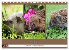Cover Igel 2026. Tierische Impressionen (Wandkalender 2026 DIN A3 quer), CALVENDO Monatskalender