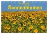 Ein Jahr lang Sonnenblumen... - Bild 1