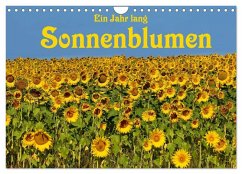 Cover Ein Jahr lang Sonnenblumen (Wandkalender 2026 DIN A4 quer), CALVENDO Monatskalender