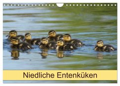 Cover Niedliche Entenküken (Wandkalender 2026 DIN A4 quer), CALVENDO Monatskalender