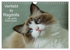 Cover Verliebt in Ragdolls ... die sanfte Katzenrasse (Wandkalender 2026 DIN A4 quer), CALVENDO Monatskalender