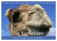 Die Kameliden. Hübsche Kamele, Lamas und Alpakas (Tischkalender 2026 DIN A5 quer), CALVENDO Monatskalender