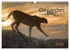 Geparden. Die eleganten Katzen. (Wandkalender 2026 DIN A3 quer), CALVENDO Monatskalender