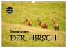 Begegnungen. DER HIRSCH (Wandkalender... - Bild 1