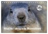 Wildlife - Verspielte Murmeltiere... - Bild 1