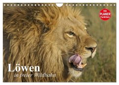 Cover Löwen in freier Wildbahn (Wandkalender 2026 DIN A4 quer), CALVENDO Monatskalender