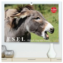 Esel. Hübsch, klug und fleißig (hochwertiger Premium Wandkalender 2026 DIN A2 quer), Kunstdruck in Hochglanz