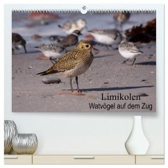 Limikolen Watvögel auf dem Zug (hochwertiger Premium Wandkalender 2026 DIN A2 quer), Kunstdruck in Hochglanz