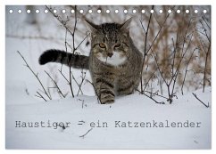 Cover Haustiger - Ein Katzenkalender (Tischkalender 2026 DIN A5 quer), CALVENDO Monatskalender