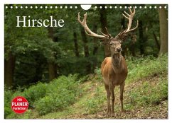 Hirsche (Wandkalender 2026 DIN A4 quer), CALVENDO Monatskalender Hirsche (Wandkalender 2026 DIN A4 quer), CALVENDO Monatskalender