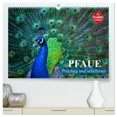 Pfaue. Prächtig und schillernd (hochwertiger Premium Wandkalender 2026 DIN A2 quer), Kunstdruck in Hochglanz Pfaue. Prächtig und schillernd (hochwertiger Premium Wandkalender 2026 DIN A2 quer), Kunstdruck in Hochglanz