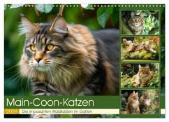 Main-Coon-Katzen. Die imposanten Waldkatzen im Garten (Wandkalender 2026 DIN A3 quer), CALVENDO Monatskalender