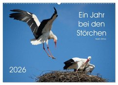 Ein Jahr bei den Störchen (Wandkalender 2026 DIN A2 quer), CALVENDO Monatskalender Ein Jahr bei den Störchen (Wandkalender 2026 DIN A2 quer), CALVENDO Monatskalender