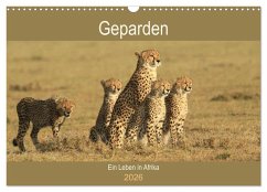 Geparden - Ein Leben in Afrika (Wandkalender 2026 DIN A3 quer), CALVENDO Monatskalender