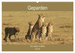 Geparden - Ein Leben in Afrika (Wandkalender 2026 DIN A2 quer), CALVENDO Monatskalender Geparden - Ein Leben in Afrika (Wandkalender 2026 DIN A2 quer), CALVENDO Monatskalender