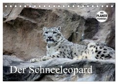 Der Schneeleopard (Tischkalender 2026 DIN A5 quer), CALVENDO Monatskalender