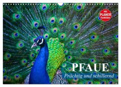 Pfaue. Prächtig und schillernd (Wandkalender 2026 DIN A3 quer), CALVENDO Monatskalender Pfaue. Prächtig und schillernd (Wandkalender 2026 DIN A3 quer), CALVENDO Monatskalender
