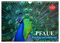 Pfaue. Prächtig und schillernd (Wandkalender 2026 DIN A4 quer), CALVENDO Monatskalender
