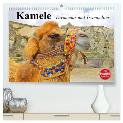 Kamele. Dromedar und Trampeltier (hochwertiger Premium Wandkalender 2026 DIN A2 quer), Kunstdruck in Hochglanz Kamele. Dromedar und Trampeltier (hochwertiger Premium Wandkalender 2026 DIN A2 quer), Kunstdruck in Hochglanz