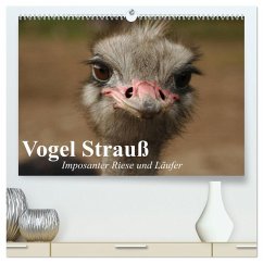 Vogel Strauß. Imposanter Riese und Läufer (hochwertiger Premium Wandkalender 2026 DIN A2 quer), Kunstdruck in Hochglanz