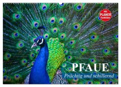 Pfaue. Prächtig und schillernd (Wandkalender 2026 DIN A2 quer), CALVENDO Monatskalender