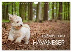 Havaneser - Herz aus Gold (Wandkalender 2026 DIN A4 quer), CALVENDO Monatskalender Havaneser - Herz aus Gold (Wandkalender 2026 DIN A4 quer), CALVENDO Monatskalender