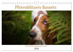 Cover Der Basset, eine LANGE und besondere Liebe (Wandkalender 2026 DIN A4 quer), CALVENDO Monatskalender